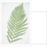 The lady fern by Henry Riley Bradbury