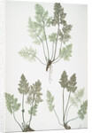 The mountain parsley fern, or Rock brakes by Henry Riley Bradbury