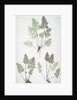 The mountain parsley fern, or Rock brakes by Henry Riley Bradbury