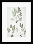 The mountain parsley fern, or Rock brakes by Henry Riley Bradbury
