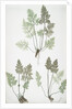 The mountain parsley fern, or Rock brakes by Henry Riley Bradbury