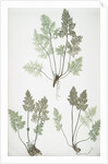 The mountain parsley fern, or Rock brakes by Henry Riley Bradbury