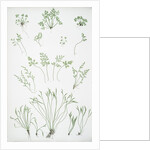 The forked spleenwort by Henry Riley Bradbury