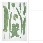 The common harts-tongue fern by Henry Riley Bradbury