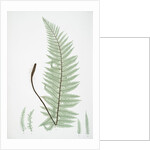 The soft prickly shield fern by Henry Riley Bradbury