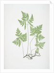 The smooth three-branched polypody, or Oak fern by Henry Riley Bradbury