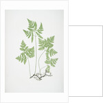 The smooth three-branched polypody, or Oak fern by Henry Riley Bradbury