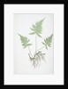 The mountain polypody, or Beech fern by Henry Riley Bradbury