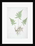 The mountain polypody, or Beech fern by Henry Riley Bradbury