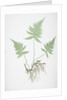 The mountain polypody, or Beech fern by Henry Riley Bradbury