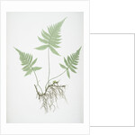 The mountain polypody, or Beech fern by Henry Riley Bradbury