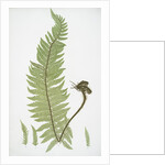 The common prickly shield fern by Henry Riley Bradbury