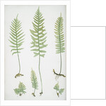 The common polypody by Henry Riley Bradbury