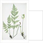 The narrow prickly-toothed buckler fern by Henry Riley Bradbury