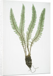 The Alpine shield fern, or Holly fern by Henry Riley Bradbury