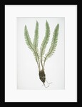 The Alpine shield fern, or Holly fern by Henry Riley Bradbury