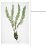 The Alpine shield fern, or Holly fern by Henry Riley Bradbury