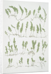The tunbridge film fern by Henry Riley Bradbury