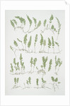 The tunbridge film fern by Henry Riley Bradbury