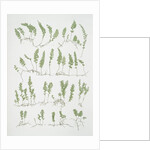 The tunbridge film fern by Henry Riley Bradbury