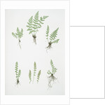 The oblong woodsia - The Alpine, or Deltoid woodsia by Henry Riley Bradbury