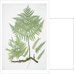 The common brakes, or Bracken by Henry Riley Bradbury