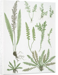 The scale fern, Scaly spleenwort, The small-leaved gymnogram, The common hard fern by Henry Riley Bradbury