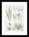 The scale fern, Scaly spleenwort, The small-leaved gymnogram, The common hard fern by Henry Riley Bradbury