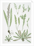 The scale fern, Scaly spleenwort, The small-leaved gymnogram, The common hard fern by Henry Riley Bradbury