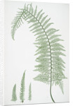 The soft prickly shield fern by Henry Riley Bradbury