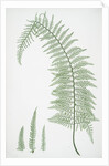 The soft prickly shield fern by Henry Riley Bradbury