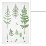 The broad prickly-toothed buckler fern by Henry Riley Bradbury