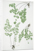 The common maidenhair fern by Henry Riley Bradbury
