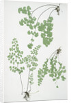 The common maidenhair fern by Henry Riley Bradbury