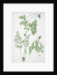 The common maidenhair fern by Henry Riley Bradbury
