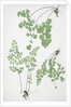 The common maidenhair fern by Henry Riley Bradbury