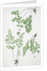 The common maidenhair fern by Henry Riley Bradbury