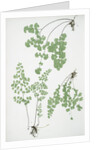 The common maidenhair fern by Henry Riley Bradbury