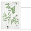 The common maidenhair fern by Henry Riley Bradbury