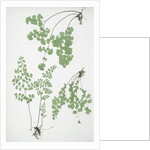 The common maidenhair fern by Henry Riley Bradbury