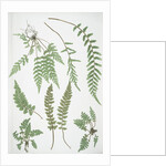 The sea spleenwort by Henry Riley Bradbury