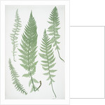 The Alpine polypody by Henry Riley Bradbury