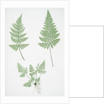 The broad prickly-toothed buckler fern by Henry Riley Bradbury