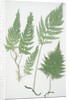 The European bristle fern by Henry Riley Bradbury