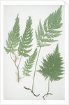 The European bristle fern by Henry Riley Bradbury