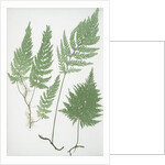 The European bristle fern by Henry Riley Bradbury