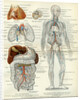 Blood Vessels 19th Century Medical Biology Human Body Intestines by Anonymous