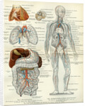 Blood Vessels 19th Century Medical Biology Human Body Intestines by Anonymous