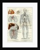 Blood Vessels 19th Century Medical Biology Human Body Intestines by Anonymous