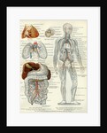 Blood Vessels 19th Century Medical Biology Human Body Intestines by Anonymous